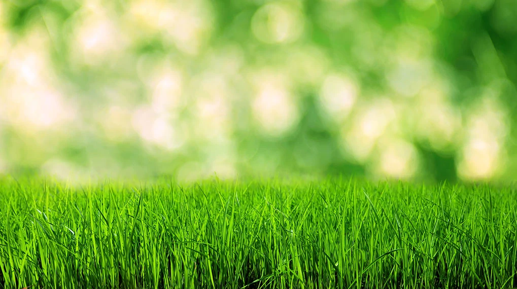 Uw gazon optimaal verzorgen, dat doet u het hele jaar door!